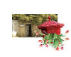 003357  Greeting card concept