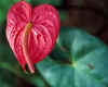 991566  USA/Hawaii: Anthurium